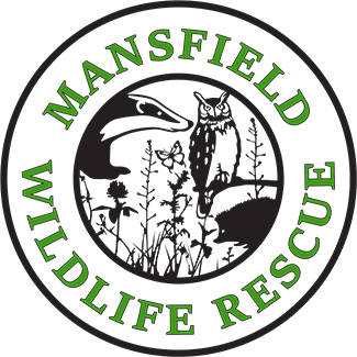 Mansfield Wildlife